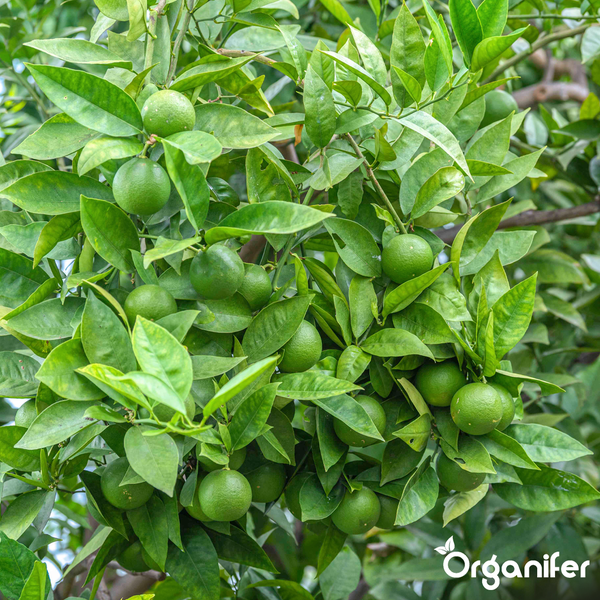 Nahaufnahme eines Zitrusbaums mit zahlreichen grünen Früchten und dichtem Laub, mit Organifer Logo.