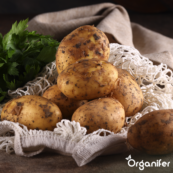 Eine Gruppe ungewaschener Kartoffeln auf einem Tuch
