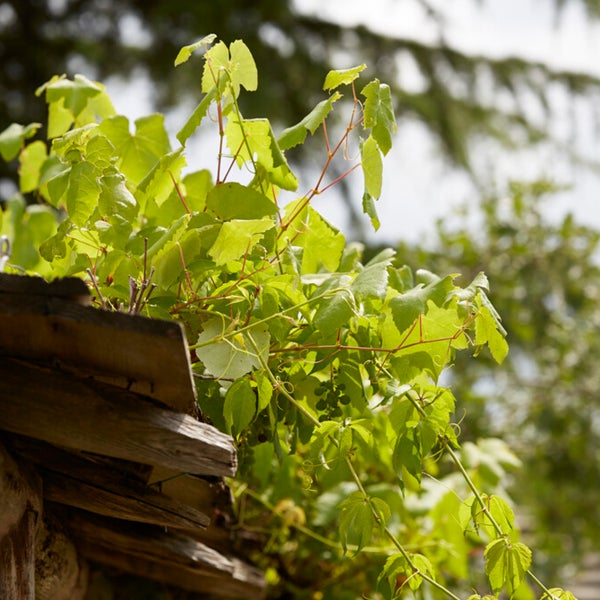 Bloomique - Vitis Vinifera 'Vroege van der Laan' - Traubenpflanze - Weiße Trauben - Obstpflanzen - Gartenpflanzen - Winterhart - ⌀14 cm - Höhe 60-70 cm