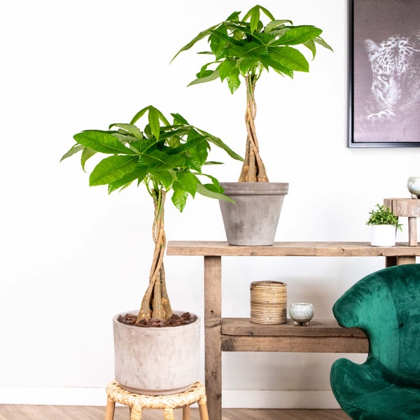Bloomique - 2er Set - Pachira Aquatica - Glückskastanie - Zimmerpflanzen - Luftreinigend - Pflegeleicht - Höhe 50-60 cm - Topf 17 cm