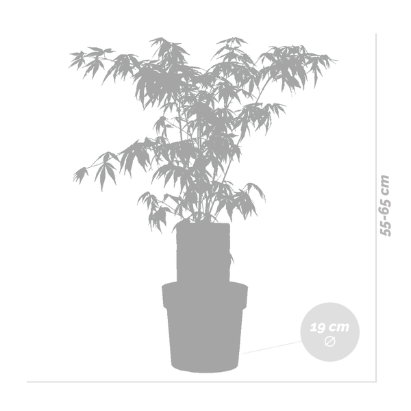 Bloomique - Acer Palmatum Atropurpureum - Japanischer Ahorn - Buntes Laub - Gartenpflanzen - Winterhart - 50-70 cm Hoch - Topf 19 cm