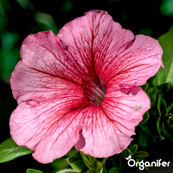 Rosa Petunienblüte mit dunkler Äderung und Wassertropfen, Organifer Logo