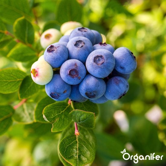 Nahaufnahme von Heidelbeeren am Strauch mit Blättern