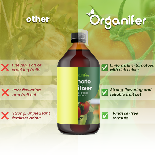 Organifer Logo über Flasche mit Tomatendünger und Vergleich zu anderen Düngern mit Vorteilen wie festen Früchten, starker Blüte und vinassefreier Formel.