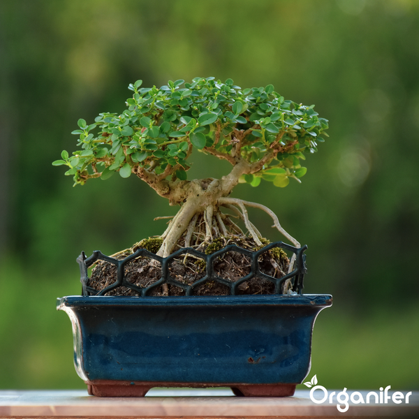 Künstliche Bonsai-Kiefer im Topf auf einer Fensterbank aus Holz, organisierte und helle Atmosphäre, Organifer Logo.