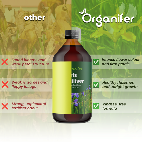 Vergleich von Organifer Irisdünger mit anderen Produkten zeigt Vorteile für Blütenfarbe, Blütenblattstruktur und gesundes Pflanzenwachstum.