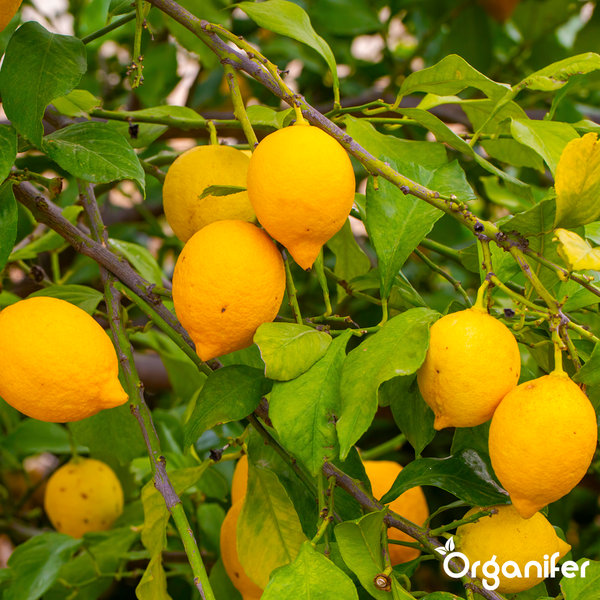 Orangenbaum mit reifen Früchten und grünen Blättern in einem sonnigen Garten, Organifer Logo.