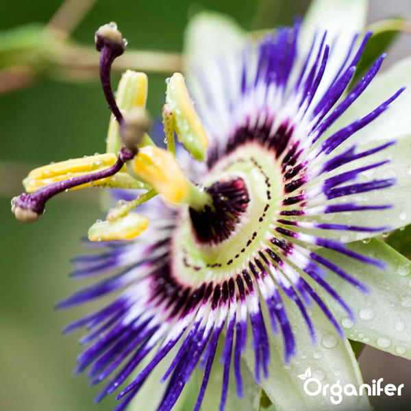 Nahaufnahme einer Passiflora Passionsblume mit Wassertropfen auf den Blütenblättern und Staubgefäßen, Organifer Logo.