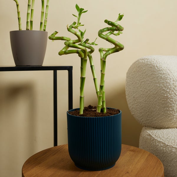 Bloomique - 10er-Set - Dracaena Sanderiana - Glücksbambus - Glücksbambus - Zimmerpflanzen - Luftreinigend - Pflegeleicht - 40-50 cm hoch