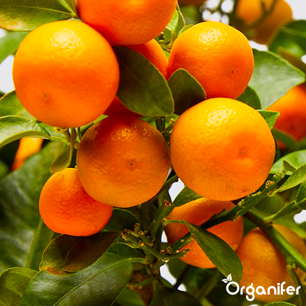Nahaufnahme einer Zitruspflanze mit reifen orangefarbenen Früchten und grünen Blättern, Organifer Logo.