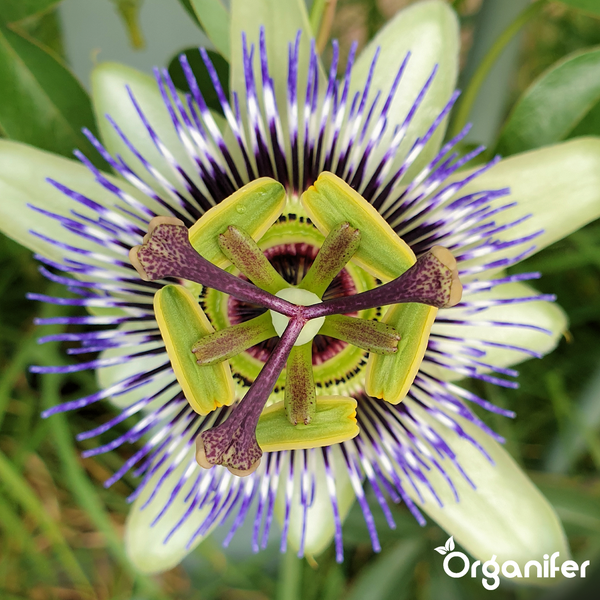 Nahaufnahme einer Passionsblume mit detaillierter Blütenstruktur und Organifer Logo.