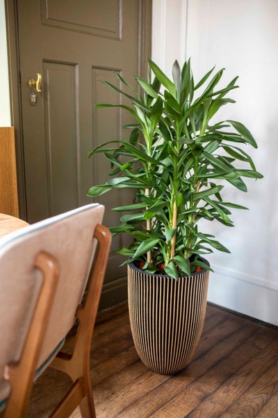 Große Dracaena-Zimmerpflanze in einem hohen, dekorativ gemusterten Pflanzkübel auf Holzboden neben einer Tür.