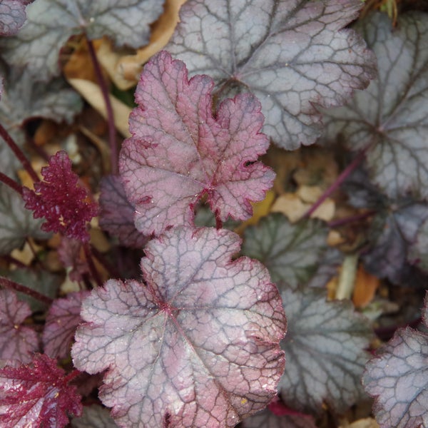 Nahaufnahme von Purpurglöckchen Blättern.