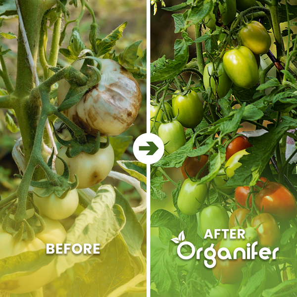 Vergleich von Tomatenpflanzen: Vorher mit kranken Früchten und nach der Anwendung von Organifer mit gesunden, reifenden Tomaten.