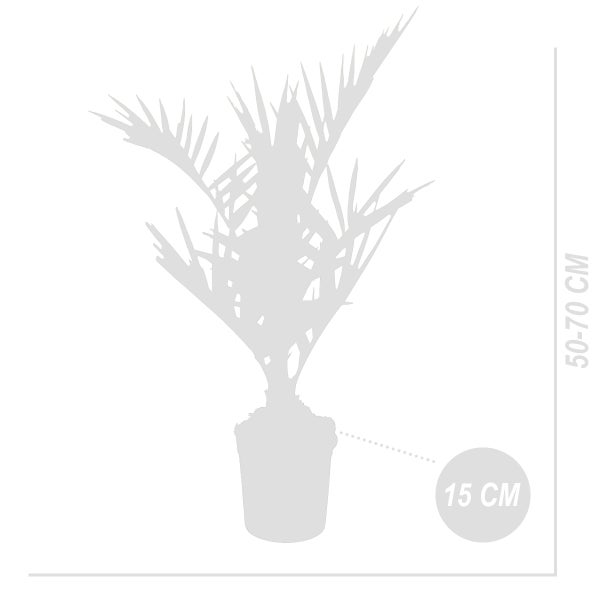 Bloomique - 2er Set - Phoenix Canariensis - Kanarische Dattelpalme - Palme - Balkonpflanzen Winterhart - Höhe 50-70 cm - Topf 15 cm