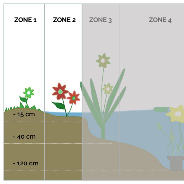 Illustration der Bepflanzungszonen für einen Gartenteich