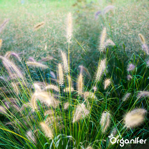 Lampenputzergras im Garten mit flauschigen Blütenständen und Organifer Logo.