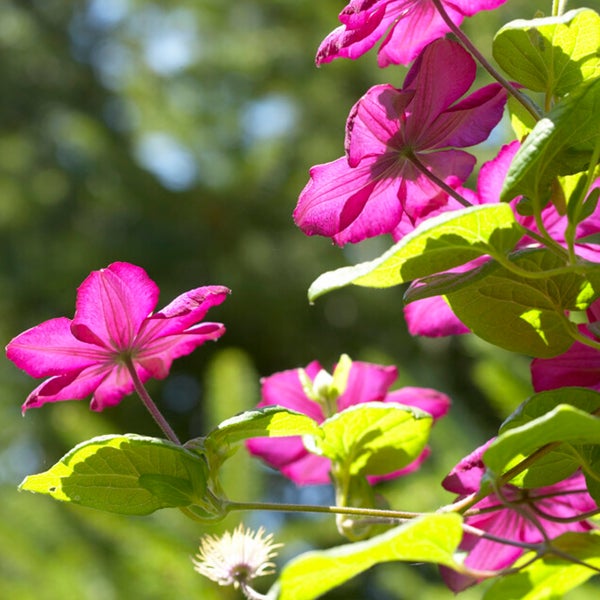 Bloomique – Clematis Ville de Lyon – Waldrebe – Dunkelrosa – Kletterpflanzen – Gartenpflanzen – Winterhart – Topf 15 cm – 70–80 cm hoch