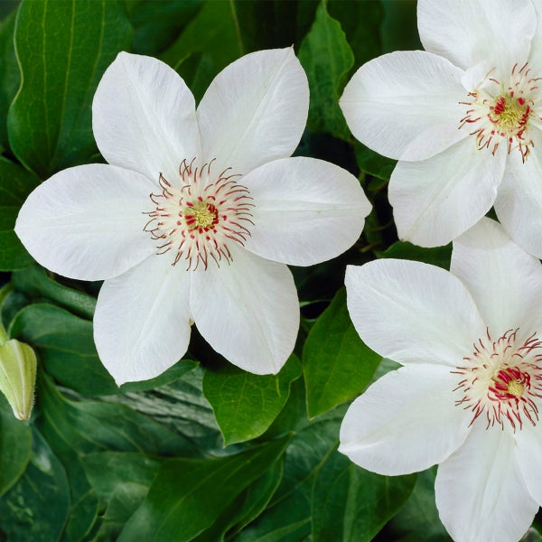 Bloomique - 2er-Set - Clematis Miss Bateman - Waldrebe - Weiß - Kletterpflanzen - Gartenpflanzen - Winterhart - Topf 15 cm - 70-80 cm hoch