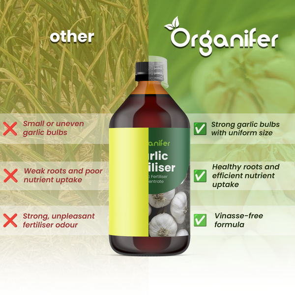 Organifer Logo. Knoblauchdünger Flasche im Vergleich: Vorteile wie kräftige Knollen und gesunde Wurzeln.