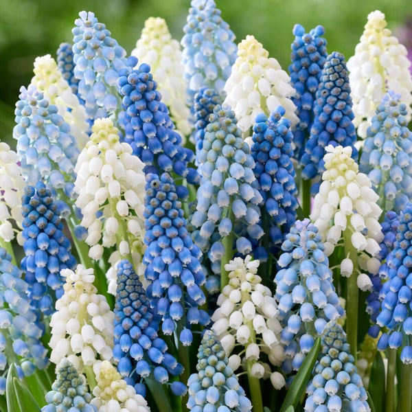 Bloomique – 50er-Mix – Muscari-Mix – Traubenhyazinthe – blaue Trauben – weiß, blau – Blumenzwiebeln – Frühlingsblüte – mehrjährige Pflanzen – wird 10–15 cm groß