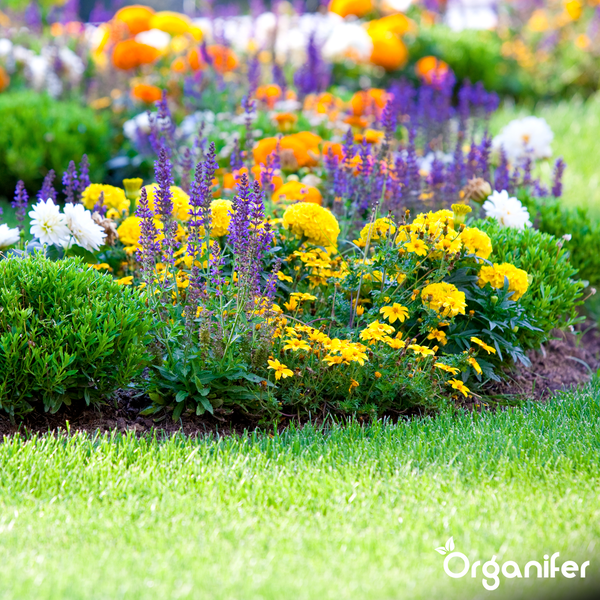 Ein buntes Gartenbeet mit gelben, lila und weißen Blumen sowie kleinen grünen Sträuchern neben einer Rasenfläche. Organifer Logo.