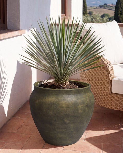 Yucca rostrata in einem großen, dunkelgrünen Pflanzkübel aus strukturierter Keramik auf einer hellen Terrasse mit Terrakottaboden und Korbstuhl.