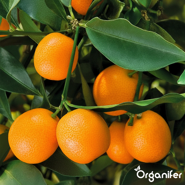 Kumquat-Früchte an einem Zweig mit grünen Blättern, Organifer Logo.