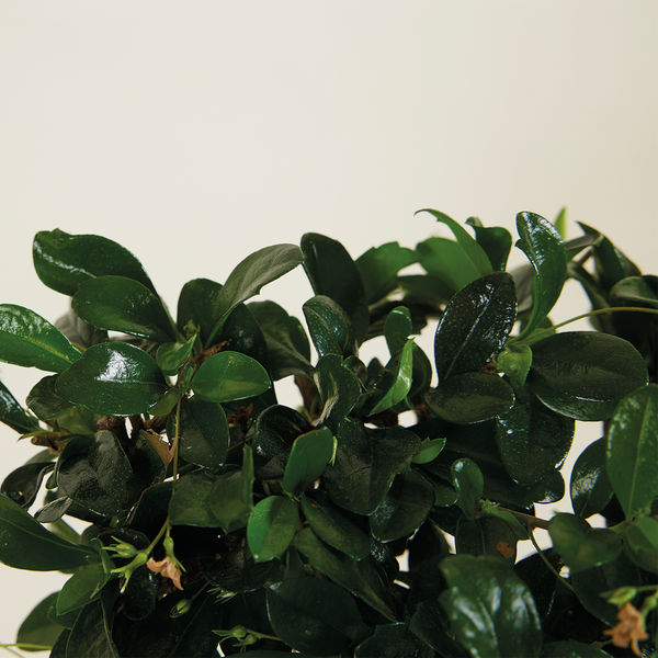 Bloomique - Bonsai Carmona - Kugelform - Bonsai-Baum - Zimmerpflanzen - Höhe 20-30 cm - 15 cm breit - inklusive Keramiktopf und Schale