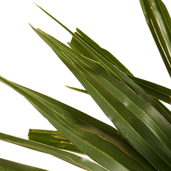Bloomique - 2er Set - Trachycarpus Fortunei - Chinesische Hanfpalme - Palmen Winterhart Draußen - Höhe 50-60 cm - Topf 19 cm