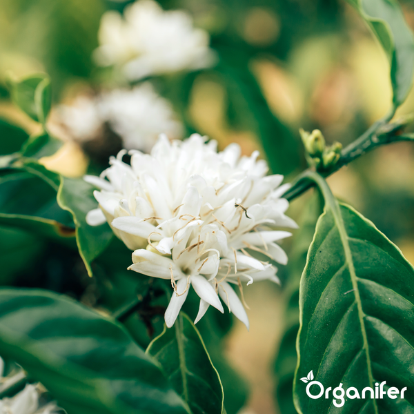 Nahaufnahme einer blühenden Kaffeepflanze mit weißen Blüten und grünen Blättern. Organifer Logo.