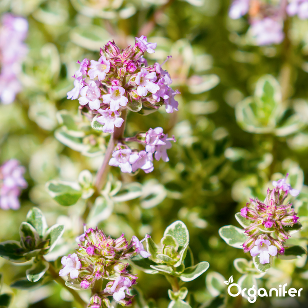 Zitronenthymian Thymus citriodorus mit kleinen Blüten und panaschierten Blättern, Organifer Logo.