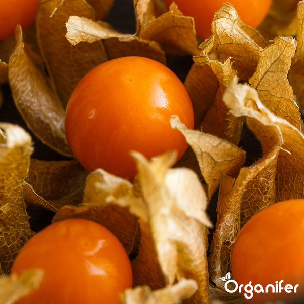 Nahaufnahme von Physalis-Früchten mit getrockneten Kelchhüllen, Organifer Logo.