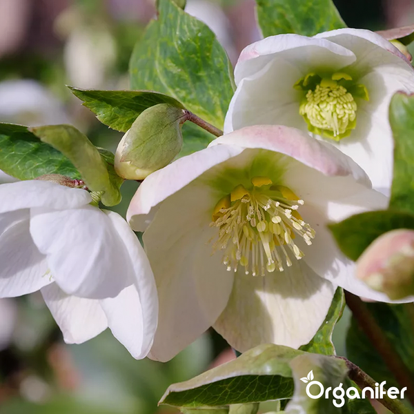 Nahaufnahme weißer Christrosen, Helleborus, mit grünen Blättern und einer Knospe. Organifer Logo.