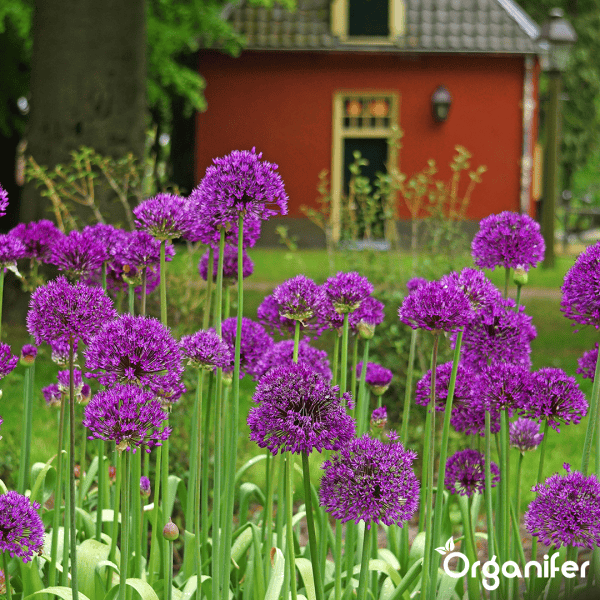 100 Allium Purple Sensation Zwiebeln (XXL-Blumenzwiebelgröße 12/+ cm) - Organifer