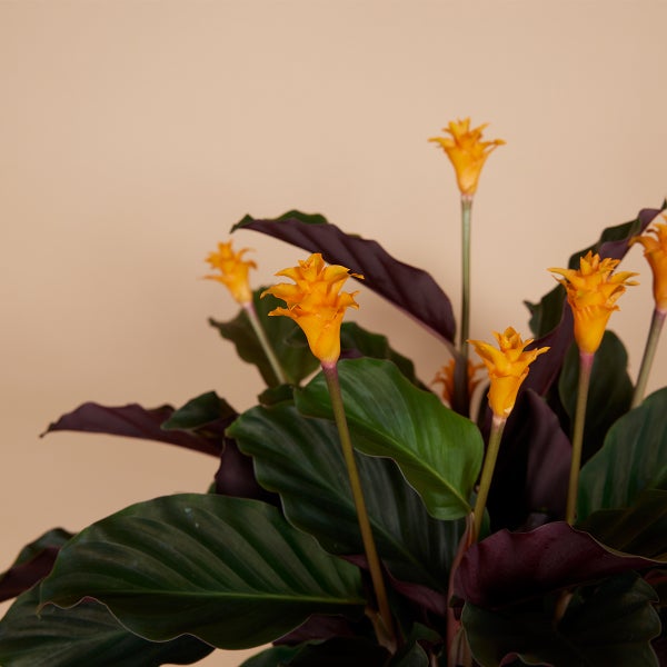 Bloomique - 2er Set - Calathea Crocata - Korbmarante - Zimmerpflanzen - Pflegeleicht - Luftreinigend - Höhe 40-50 cm - Topf 14 cm