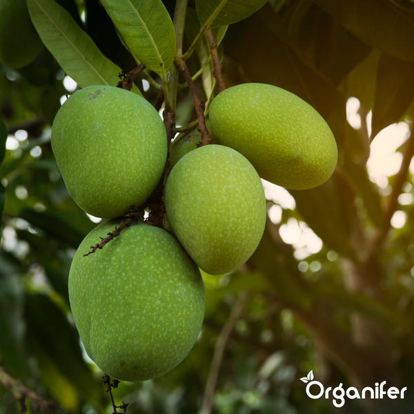 Vier grüne Mangos, die an einem Ast eines Mangobaums hängen. Organifer Logo.