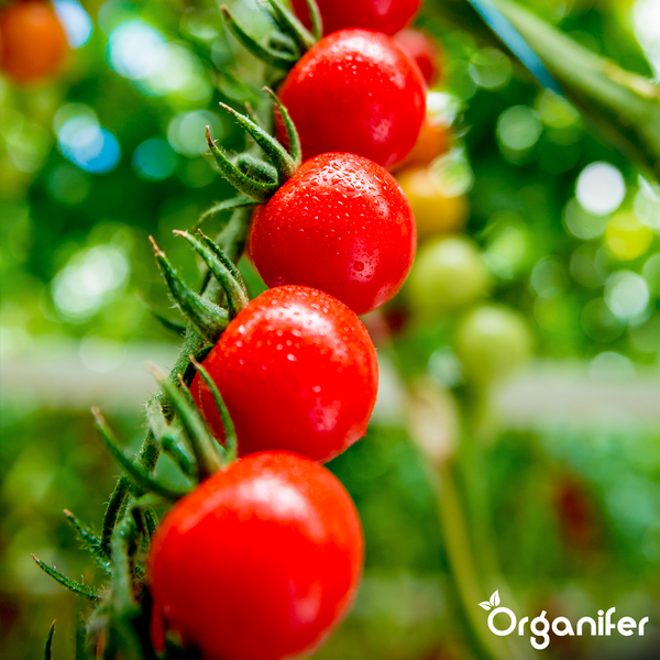 Kirschtomaten an einer Rispe mit Wassertropfen. Organifer Logo.
