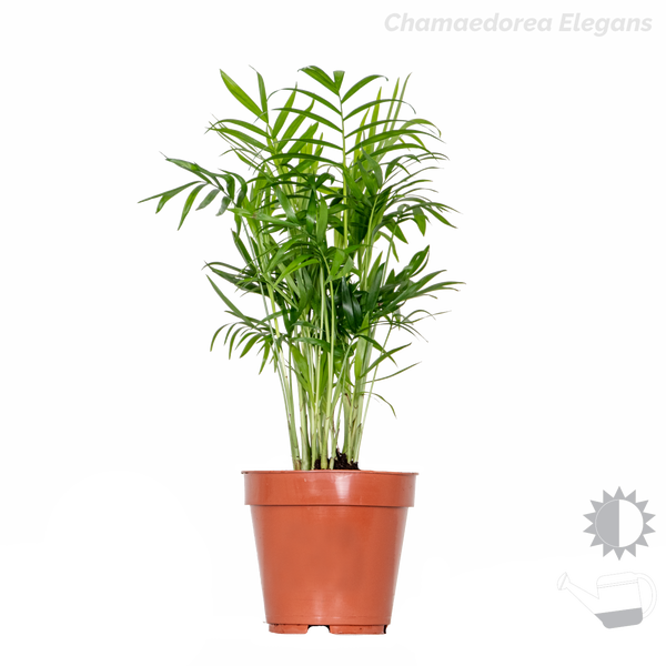 Bloomique - 4er-Mix - Tropische Zimmerpflanzen - Musa, Chamaedorea, Codiaeum, Coffea - Luftreinigend - 20-40 cm Hoch - Topf 12 cm