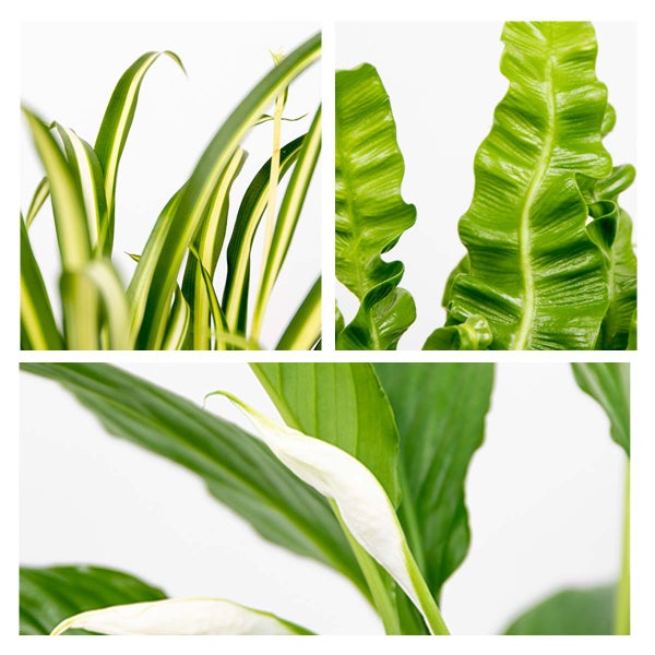 3x Badezimmerpflanzen Mix – Spatiphyllum-Asplenium-Chlorophytum – ⌀12 cm - ↕ 25-45 cm