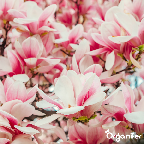 Nahaufnahme von Magnolienblüten mit Organifer Logo