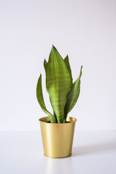 Sansevieria 'Moonshine' pro Action | Zimmerpflanze im Grower's Pot cm9 cm - ↕20-30 cm