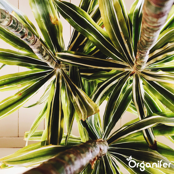 Organifer Yucca-Palmen-Dünger Konzentrat, 4 Liter, ergibt 4000 Liter Düngemittel.