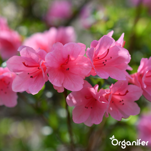 Blühende rosa Azaleen mit Organifer Logo.