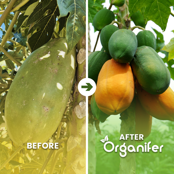 Vorher-Nachher-Vergleich von Papayas nach Nutzung von Organifer Dünger. Einzelne Frucht gegenüber reifen Früchten am Baum. Organifer Logo.