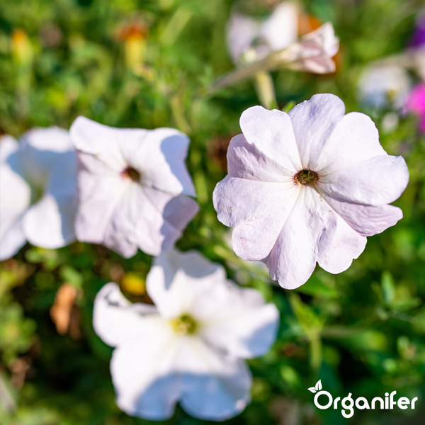 Blühende Petunien im Garten, Organifer Logo.