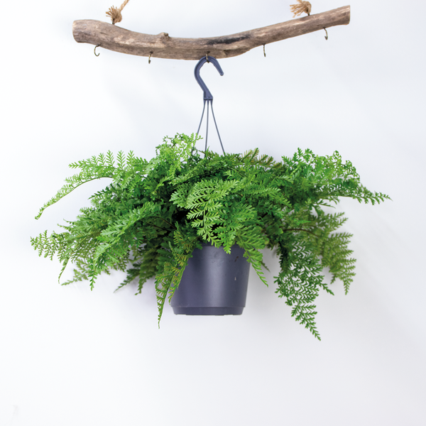 Asplenium Parvati – Curly Farn – Hängepflanze – Desodorierend – ⌀17 cm - ↕30-40 cm