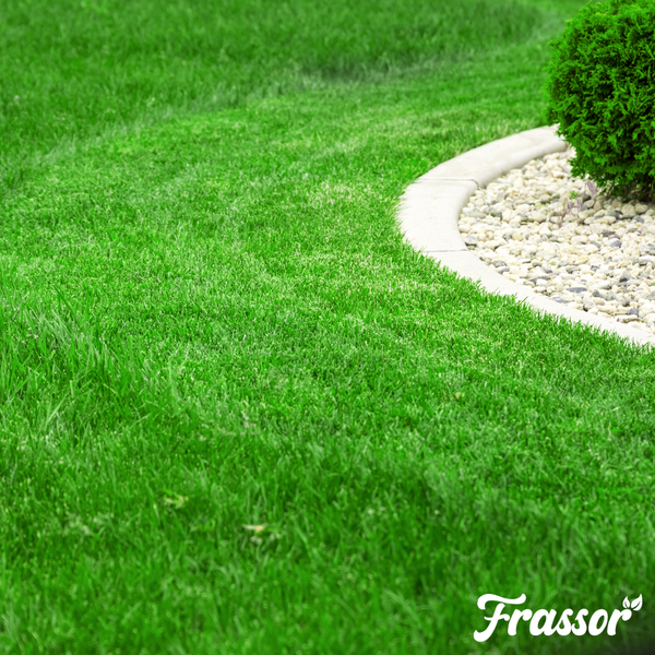 Gepflegter grüner Rasen mit geschwungener Rasenkante aus Stein, Zierkies und einer kleinen Pflanze. Frassor Logo.