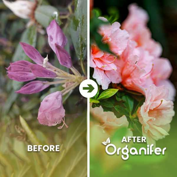 Vorher-Nachher-Vergleich einer Pflanze mit Organifer, zeigt den Übergang von geschlossenen Knospen zur vollen Blüte. Organifer Logo.