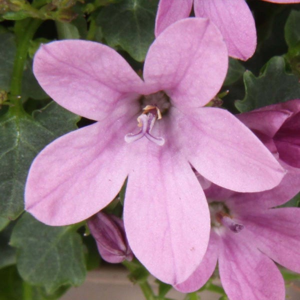 6x Campanula 'Ambella Pink' - Glockenblume - Bodendecker - Winterherz – ⌀10,5 cm - ↕10-15 cm